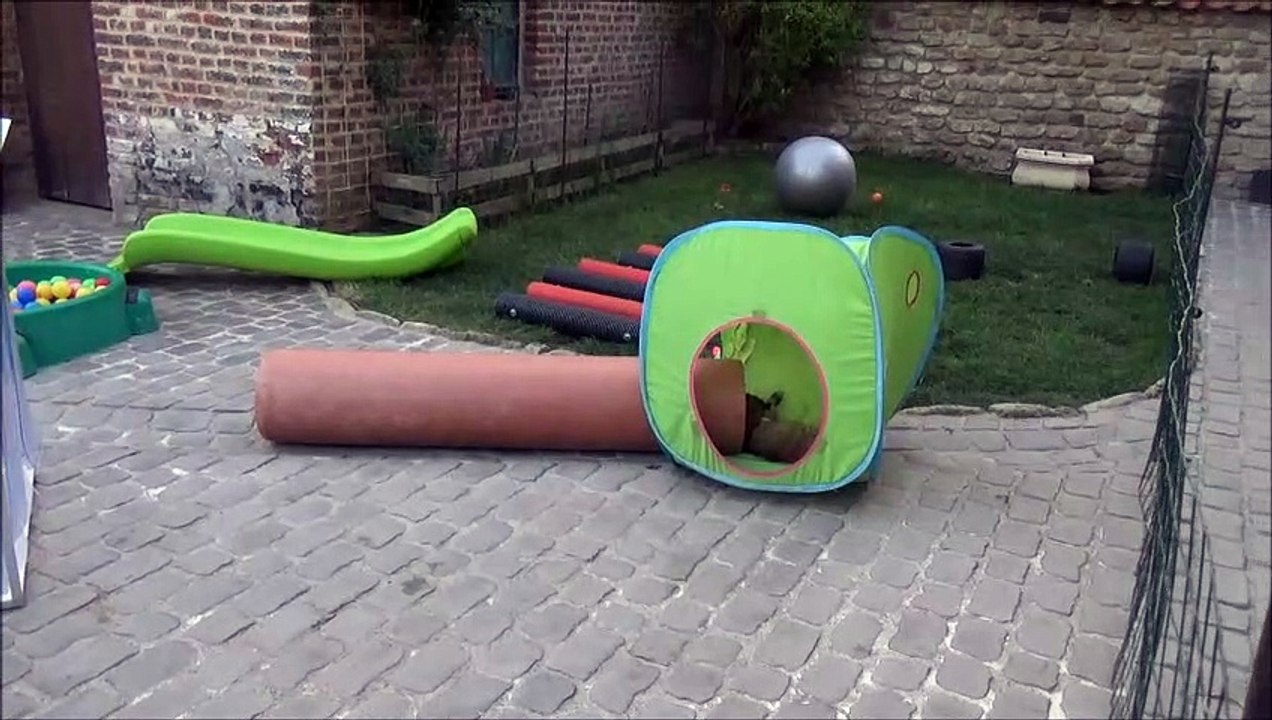 Elevage de Berges Belges LA CKALIKSOU Nichée 2017  1 mois1/2