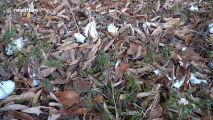 'Ice flowers' cover ground in Tennessee