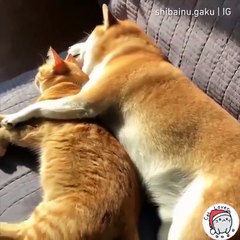 Huddle together for warmth in the winter