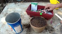 Planting Radish Seeds