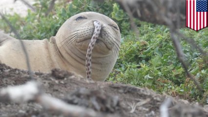 Hawaiian monk seals keep getting eels stuck in their noses