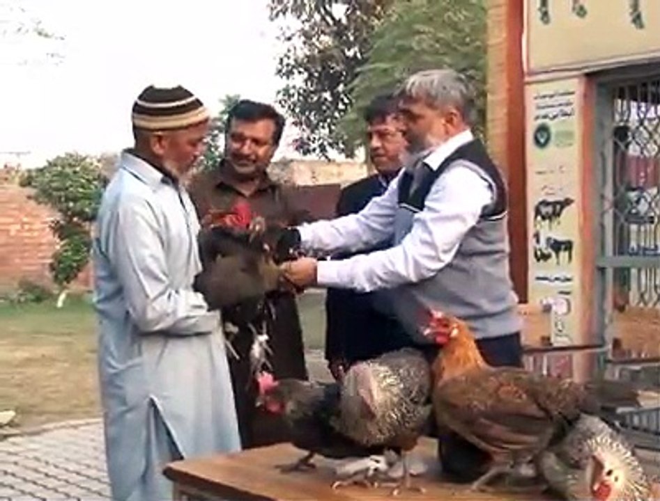 Wazir E Azam program murgi follow