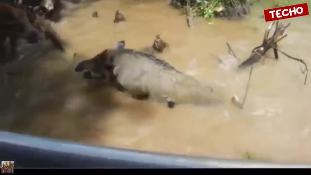 Un crocodile emporte un cochon sauvage sous les yeux de touristes médusés