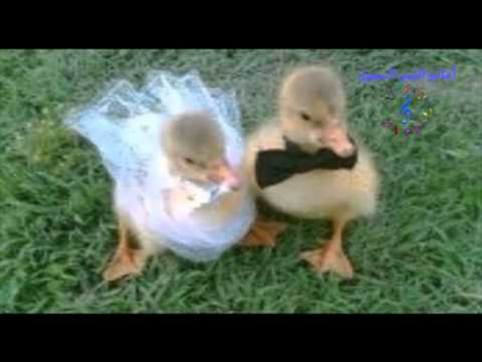 صابرين - حطه يا بطه