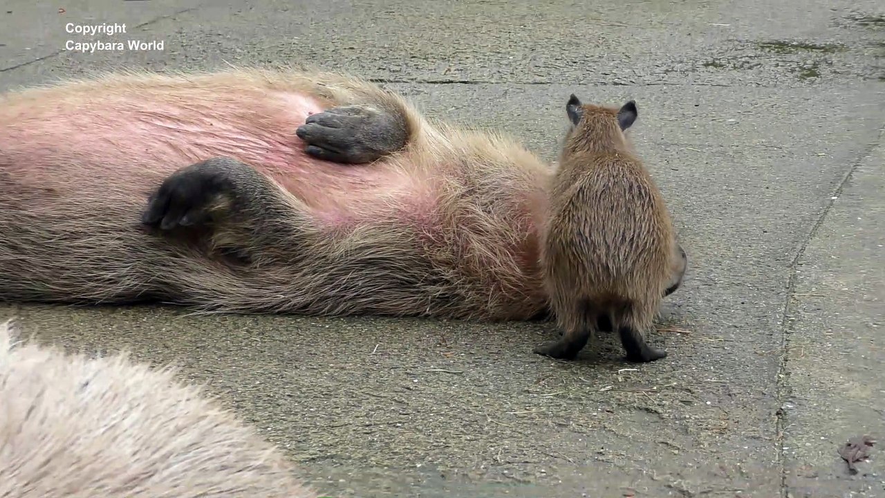 There Is Nothing Cuter:  Capybaras Love To Be Nibbled By Baby Capybaras at Nagasaki Bio Park  カピバラは赤ちゃんカピバラを愛する