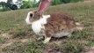 Primitive Dig Rabbit in hole and love rabbit as friend - How to find Rabbit