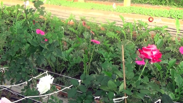 Dünyaca ünlü ‘Türk Gülü’ görenleri kendine hayran bırakıyor