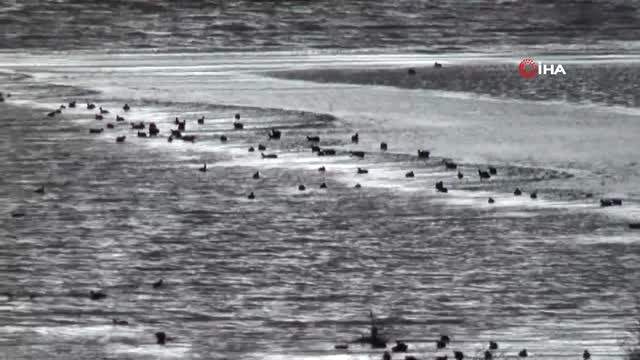 Aydın'da Kış Turizmi Değil Kuş Turizmi Başladı