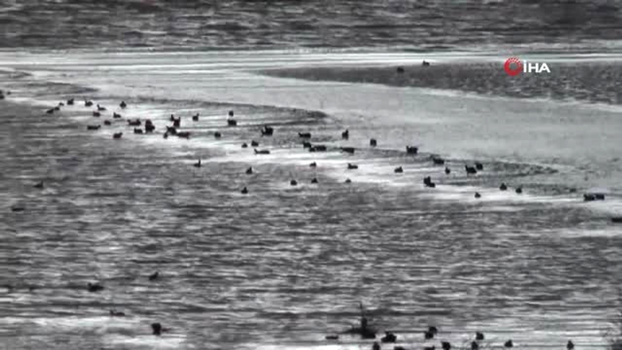 Aydın'da Kış Turizmi Değil Kuş Turizmi Başladı