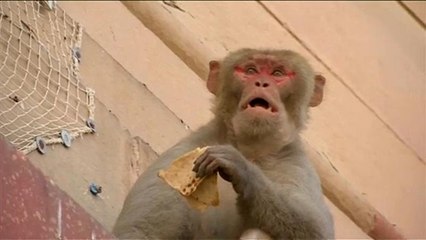 Ινδία: Μακάκοι στο κέντρο του Νέου Δελχί παρενοχλούν τους πολίτες