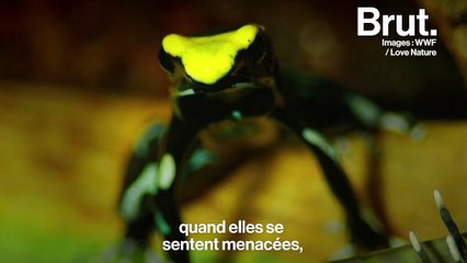 À quoi sert le venin, cette arme biologique redoutable ?