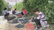 L'Ouzbékistan veut conquérir les marchés avec son chardonnay