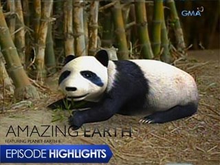 Amazing Earth: Cute and fluffy panda