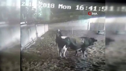 Kızgın boğa sahibine böyle saldırdı