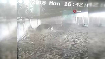 Kızgın Boğa Sahibine Böyle Saldırdı