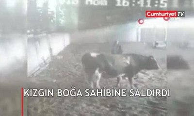 Kızgın boğa sahibine böyle saldırdı
