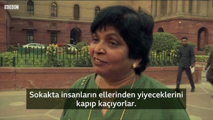 Hindistan'da maymunlar sokaklarda yiyecek ve cep telefonu çalıyor