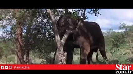 Alkollü meyveyi yiyen hayvanların hazin sonu