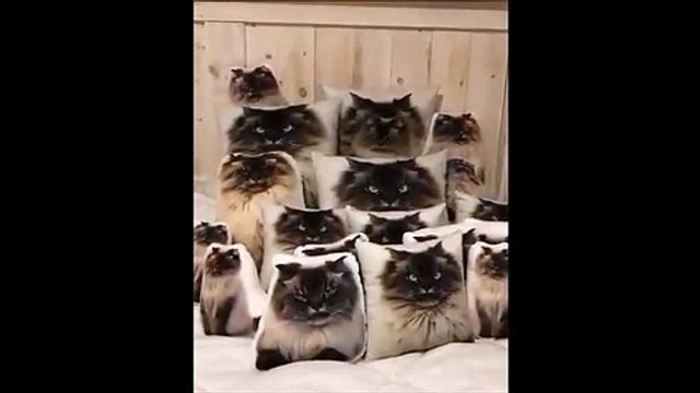 Cherchez le vrai chat parmi les faux