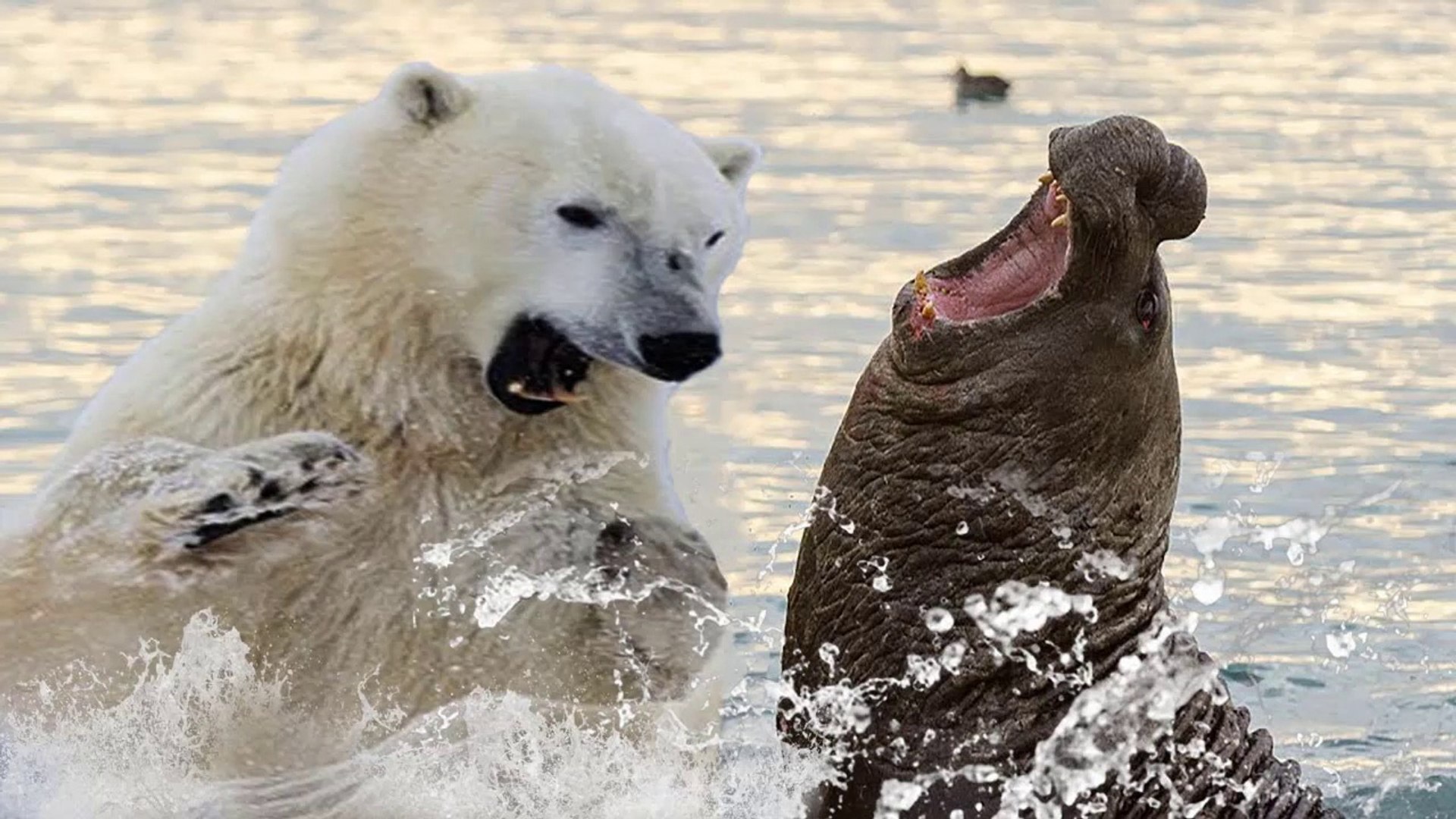 Polar Bear VS Walrus - Animal Attack