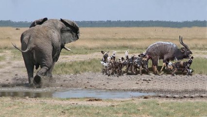 Elephant VS Wild Dogs - Animal Attack