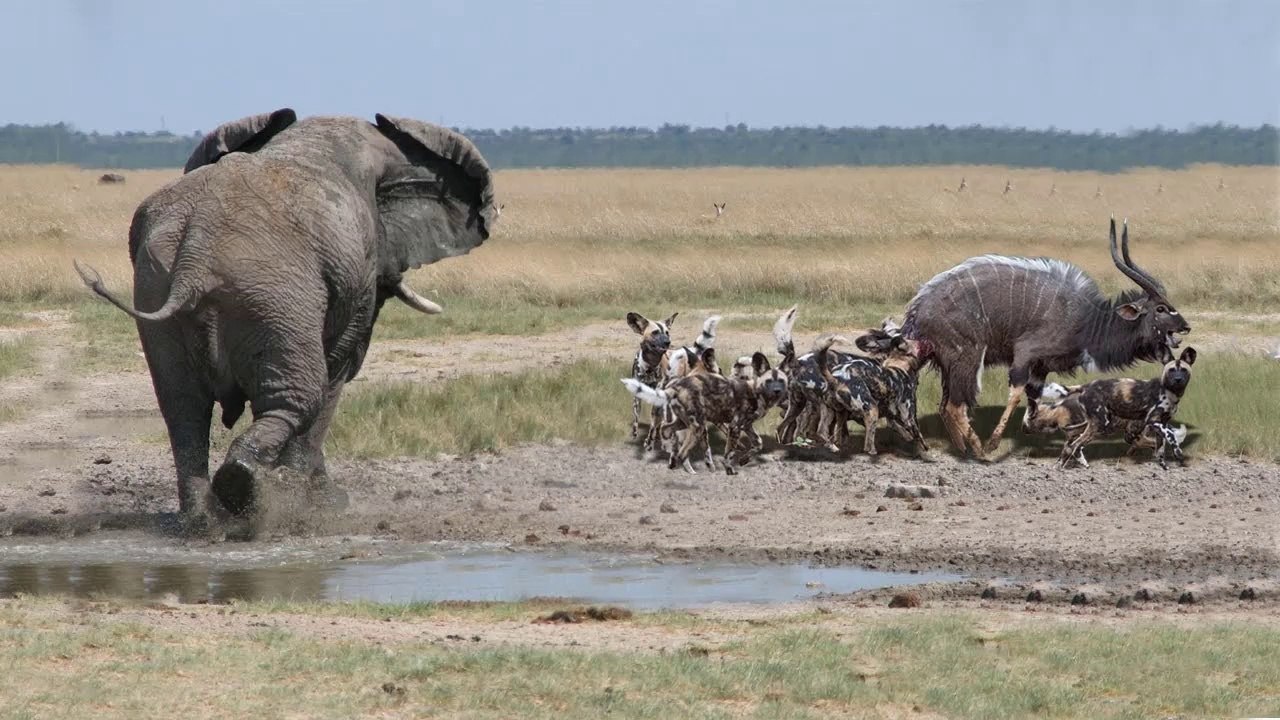 Elephant VS Wild Dogs - Animal Attack