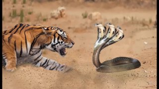 Top 10 Giant Animals fighting in the Wild - Amazing Caught on Camera