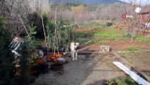 Ölmek üzere olan köpek Şehzadeler Belediyesi ile hayata tutundu