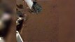 Stunning New NASA Video Shows Changing Light And Shadow On Mars InSight Lander