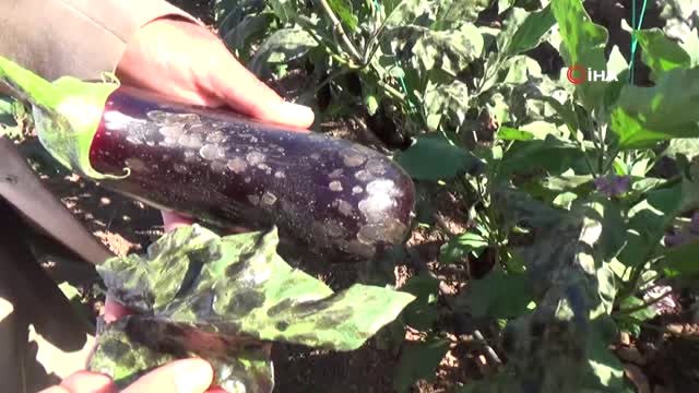 Devrilen Elektrik Direği Sera ve İçindeki Ürünlere Zarar Verdi