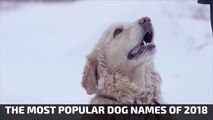 What Are The Most Popular Dog Names In 2018