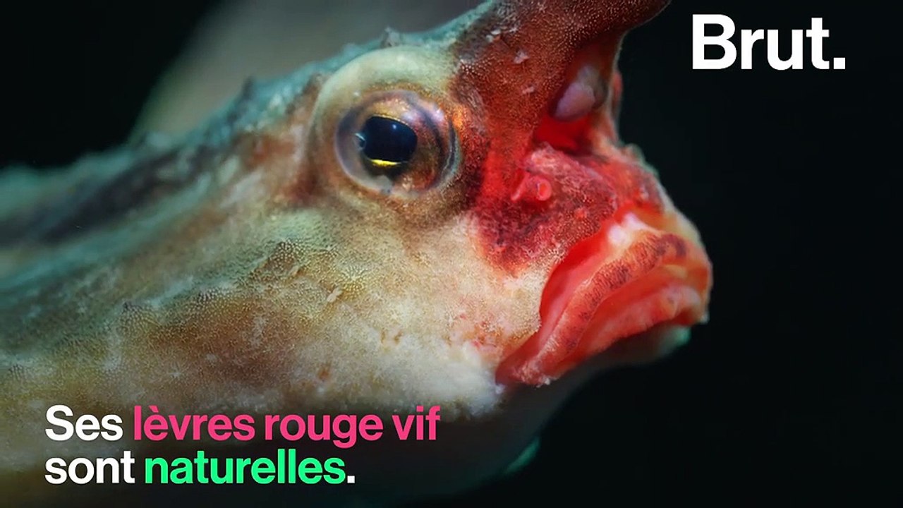 Connaissez-vous le poisson chauve-souris à lèvres rouges ?