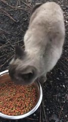Elle retrouve son chat un mois après les incendies de Californie !