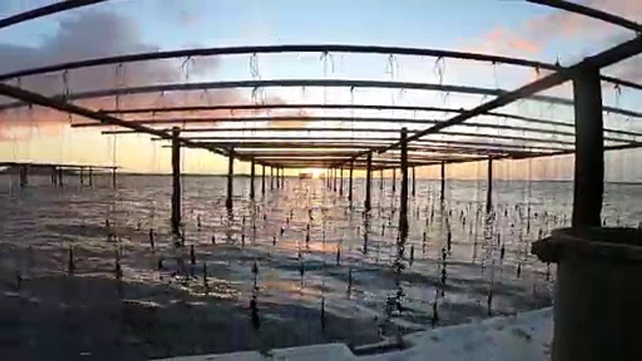 La récolte des huîtres sur l'étang de Thau