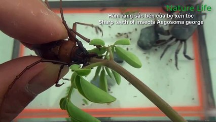 Des dents pointues aiguisent les cheveux - Beetle bites easily