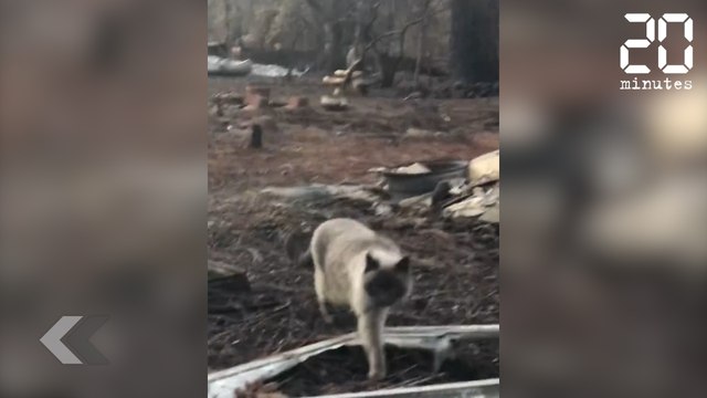 Ils retrouvent leur chat après un incendie - Le Rewind du Mardi 11 Décembre 2018