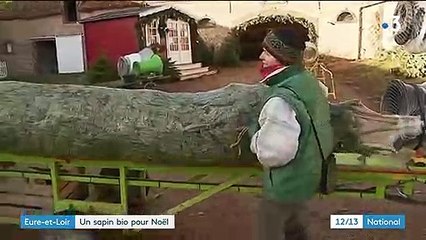Eure-et-Loir : un sapin bio pour Noël