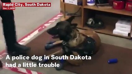 Police Dog's Funny Reaction To New Snow Boots Goes Viral