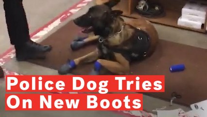 Police Dog's Funny Reaction To New Snow Boots Goes Viral