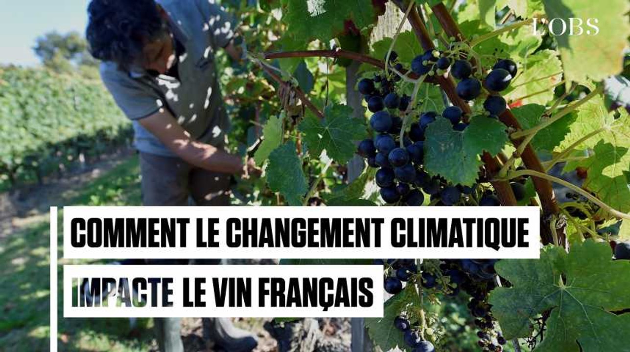 Comment le changement climatique impacte le vin français