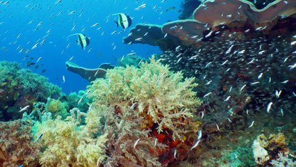 RAJA AMPAT the Coral Triangle  on board the luxurious Gaia Love