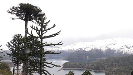Araucárias em perigo de extinção no Chile