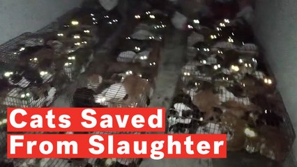 375 Cats Saved From Illegal Chinese Slaughterhouse