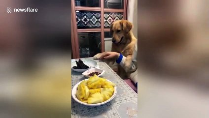 Polite golden retriever asks owner for meat from the dinner table