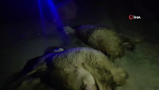 Otomobil koyun sürüsüne daldı, 14 koyun telef oldu