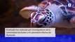 Estudio: todas las especies de tortugas marinas son afectadas por microplásticos