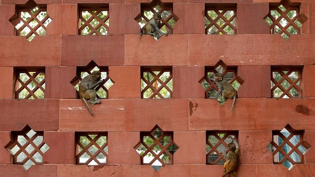 Нью-Дели во власти макак