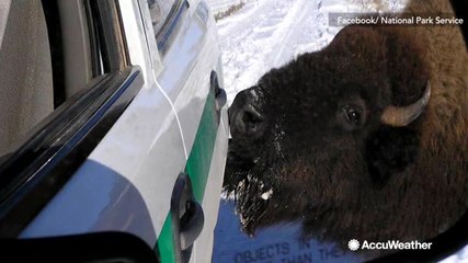 National Park Service: Watch out for animals that may lick salt off vehicles