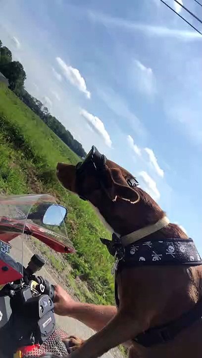Rescue Dog is Ready to Roll