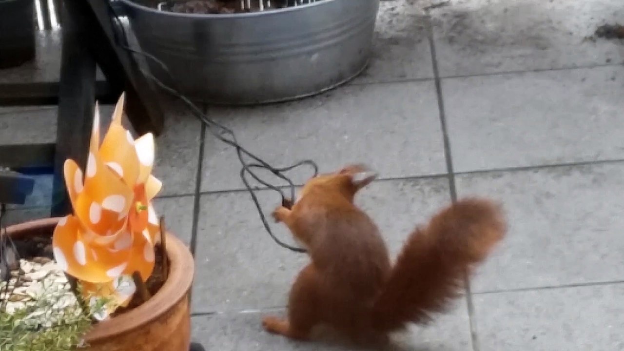 Lichterkettenkampf vor dem Kobel